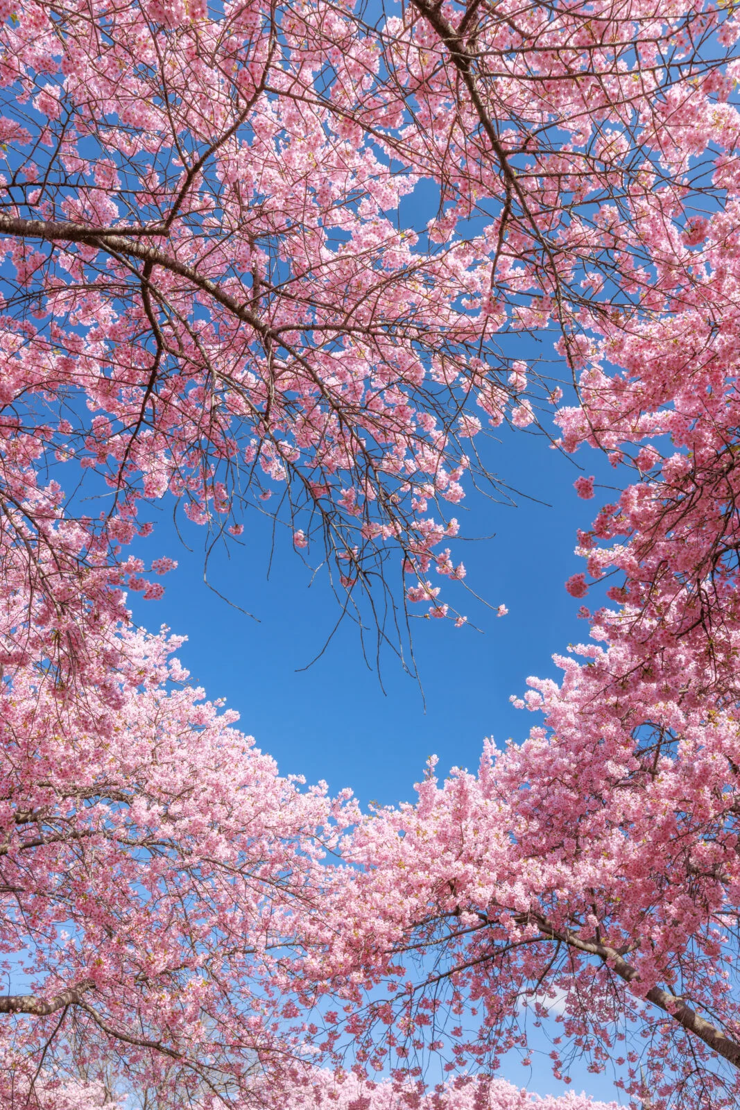 運気が上がる待ち受け 青空のハートが浮かぶ河津桜。AndroidとiPhoneに対応した4K高画質の無料スマホ壁紙。三重県桑名市のなばなの里で撮影したフリー写真素材