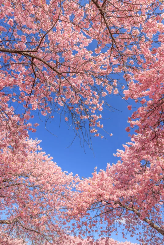 無料スマホ壁紙 青空のハートが浮かぶ河津桜。AndroidとiPhoneに対応した4K高画質の無料待ち受け画像。三重県桑名市のなばなの里で撮影したフリー写真素材