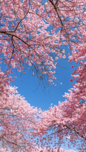 運気が上がる待ち受け 青空のハートが浮かぶ河津桜。AndroidとiPhoneに対応した4K高画質の無料スマホ壁紙。三重県桑名市のなばなの里で撮影したフリー写真素材