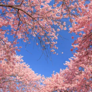 無料スマホ壁紙 青空のハートが浮かぶ河津桜。AndroidとiPhoneに対応した4K高画質の無料待ち受け画像。三重県桑名市のなばなの里で撮影したフリー写真素材