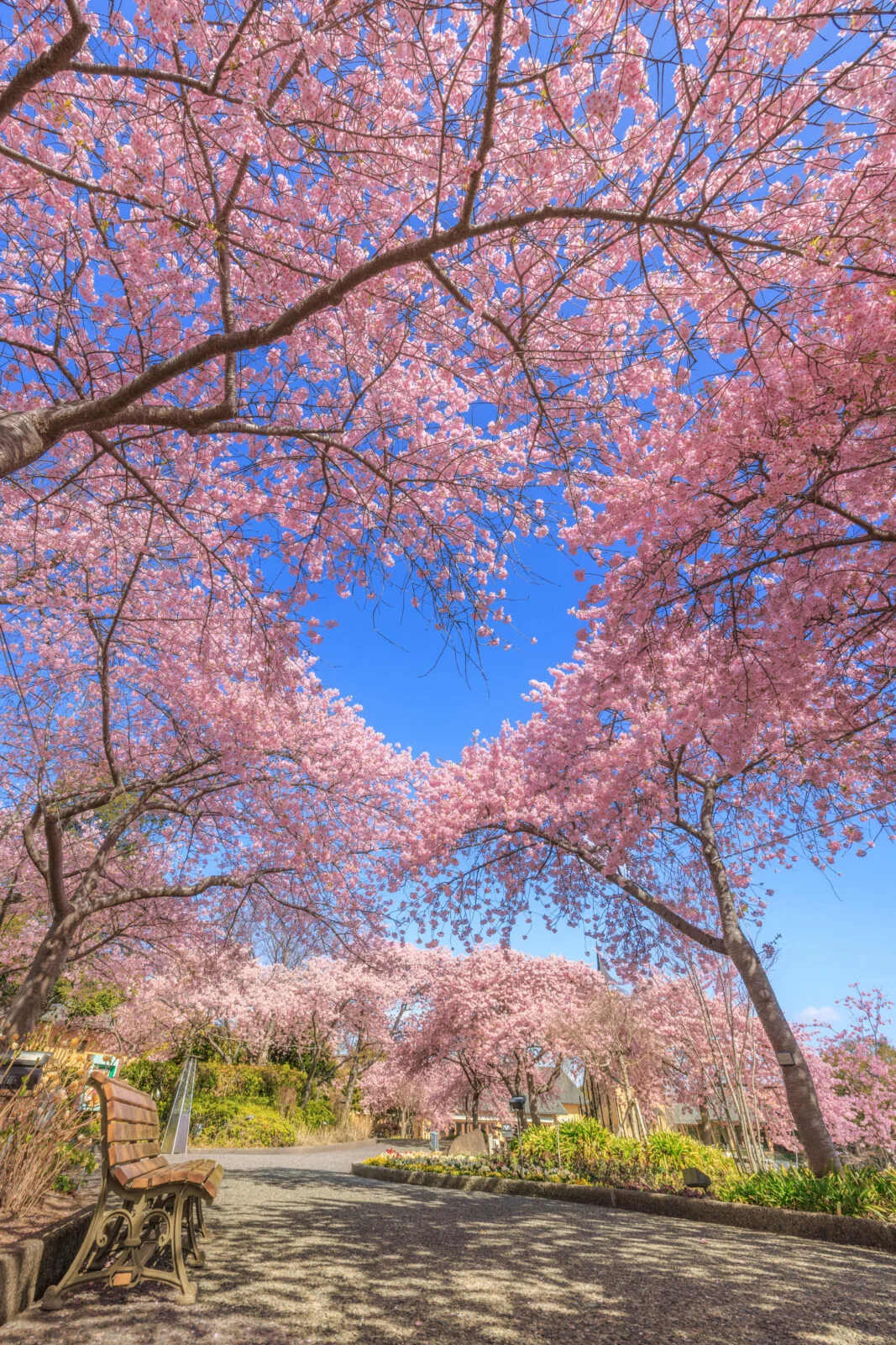 無料スマホ壁紙 真っ青なハートが浮かぶ河津桜。AndroidとiPhoneに対応した4K高画質の無料待ち受け画像。三重県桑名市のなばなの里で撮影したフリー写真素材