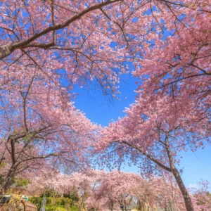 無料スマホ壁紙 真っ青なハートが浮かぶ河津桜。AndroidとiPhoneに対応した4K高画質の無料待ち受け画像。三重県桑名市のなばなの里で撮影したフリー写真素材