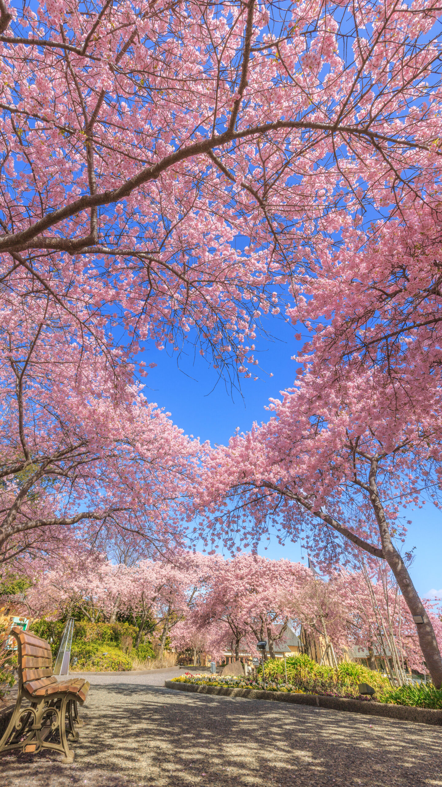 真っ青なハートが浮かぶ河津桜(三重県桑名市・なばなの里)