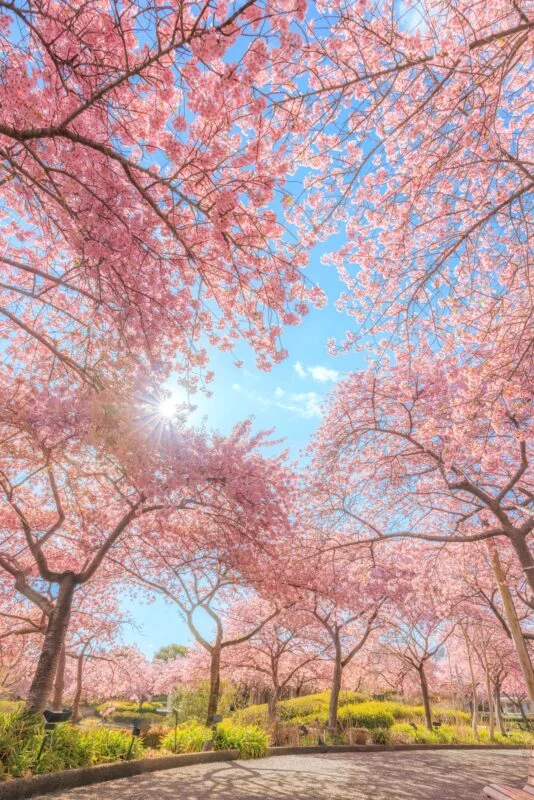 ハートの河津桜が見える通路