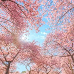 無料スマホ壁紙 ハートの河津桜が見える通路。AndroidとiPhoneに対応した4K高画質の無料待ち受け画像。三重県桑名市のなばなの里で撮影したフリー写真素材