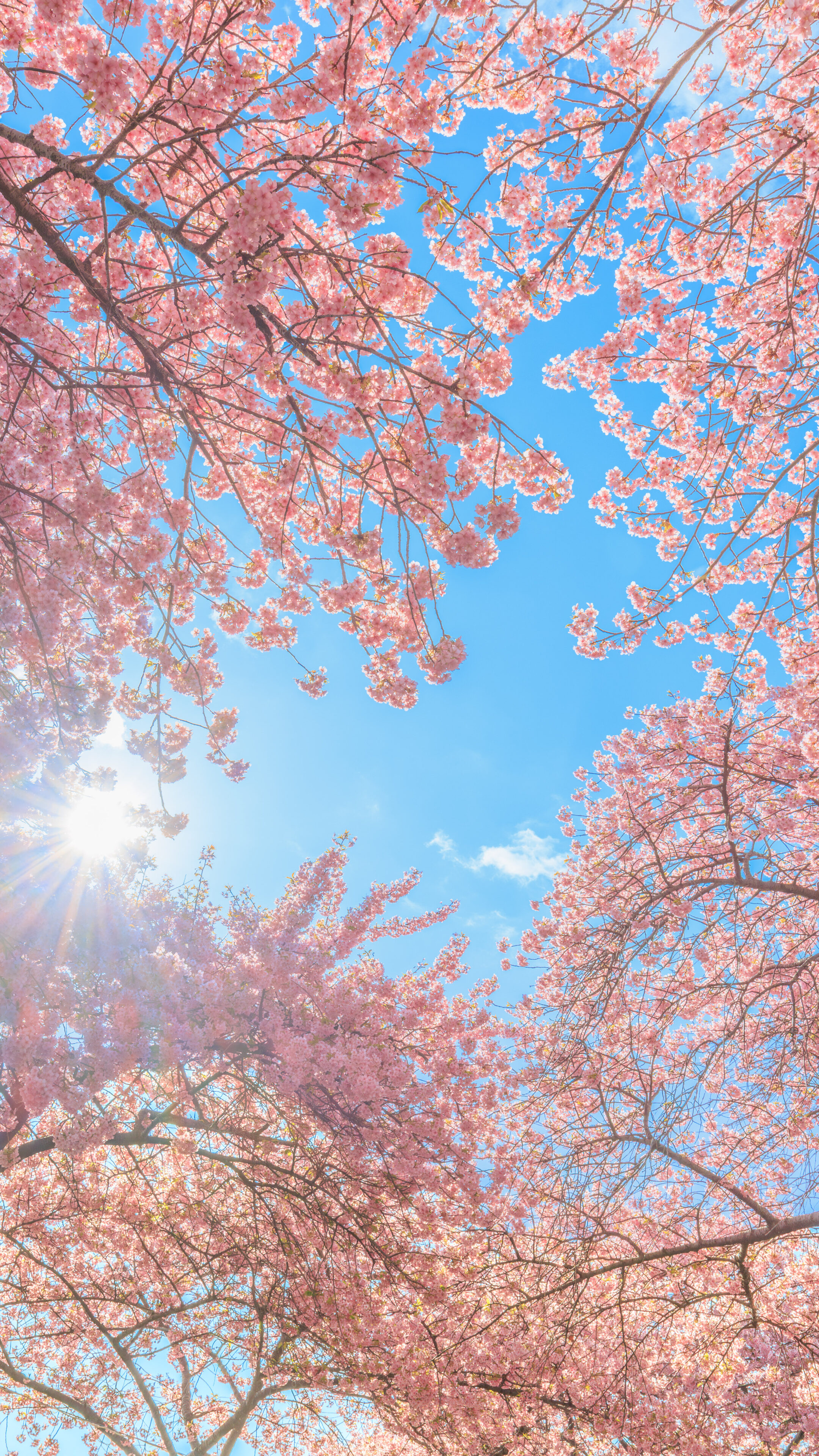 無料スマホ壁紙 青空のハートが抜ける奇跡の河津桜。AndroidとiPhoneに対応した4K高画質の無料待ち受け画像。三重県桑名市のなばなの里で撮影したフリー写真素材