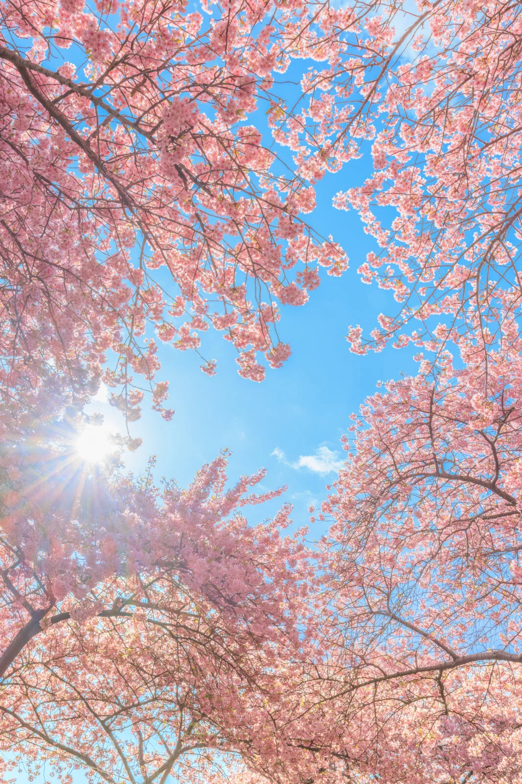 無料スマホ壁紙 青空のハートが抜ける奇跡の河津桜。AndroidとiPhoneに対応した4K高画質の無料待ち受け画像。三重県桑名市のなばなの里で撮影したフリー写真素材