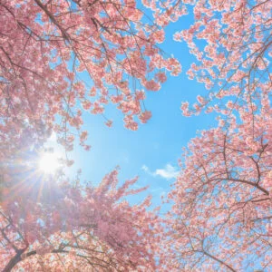 無料スマホ壁紙 青空のハートが抜ける奇跡の河津桜。AndroidとiPhoneに対応した4K高画質の無料待ち受け画像。三重県桑名市のなばなの里で撮影したフリー写真素材