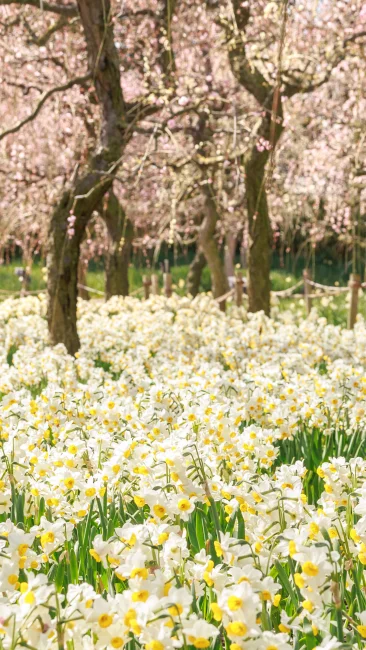 無料壁紙 梅園の水仙。PCとデスクトップ壁紙に最適な4K高画質の無料壁紙。三重県桑名市のなばなの里で撮影したフリー写真素材