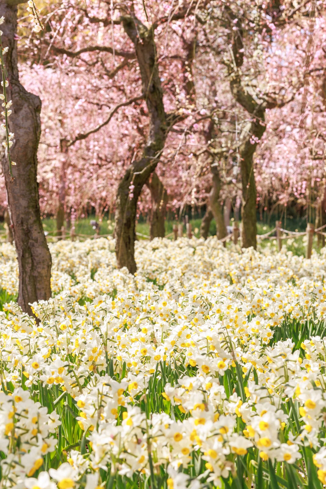 無料スマホ壁紙 梅園に広がる水仙。AndroidとiPhoneに対応した4K高画質の無料待ち受け画像。三重県桑名市のなばなの里で撮影したフリー写真素材