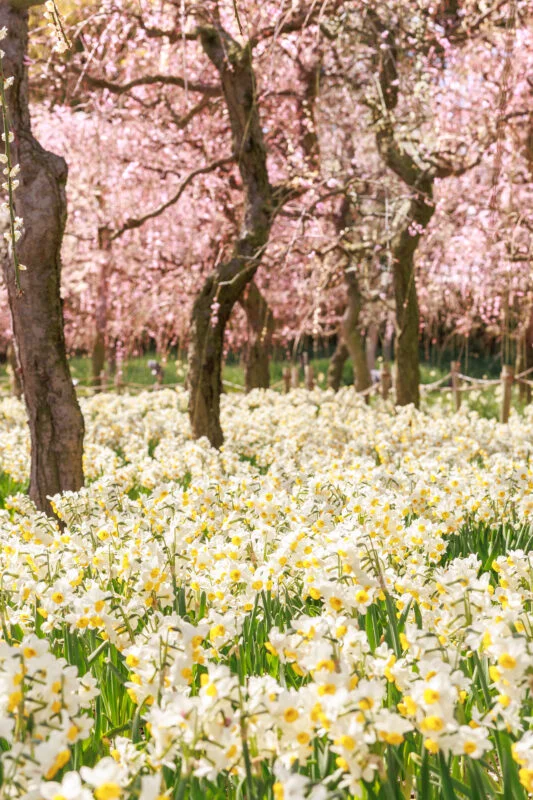 無料スマホ壁紙 梅園に広がる水仙。AndroidとiPhoneに対応した4K高画質の無料待ち受け画像。三重県桑名市のなばなの里で撮影したフリー写真素材