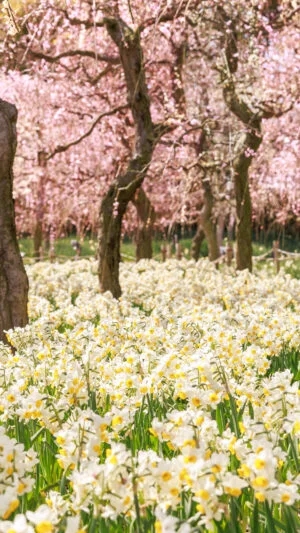 無料スマホ壁紙 梅園に広がる水仙。AndroidとiPhoneに対応した4K高画質の無料待ち受け画像。三重県桑名市のなばなの里で撮影したフリー写真素材