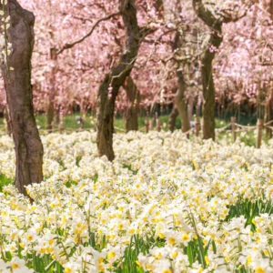 無料スマホ壁紙 梅園に広がる水仙。AndroidとiPhoneに対応した4K高画質の無料待ち受け画像。三重県桑名市のなばなの里で撮影したフリー写真素材