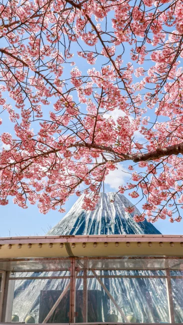 無料壁紙 アイランド富士と河津桜。PCとデスクトップ壁紙に最適な4K高画質の無料壁紙。三重県桑名市のなばなの里で撮影したフリー写真素材