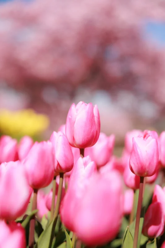 幸せを呼ぶピンク色のチューリップと河津桜