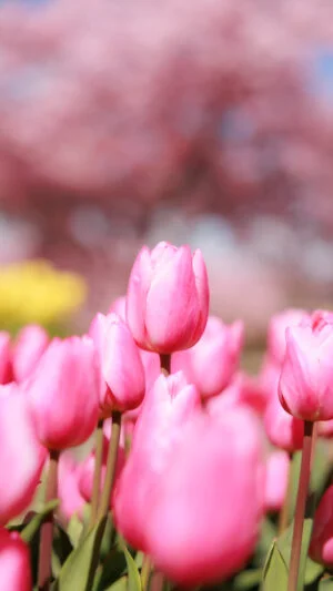 運気が上がる待ち受け 幸せを呼ぶピンク色のチューリップと河津桜。AndroidとiPhoneに対応した4K高画質の無料スマホ壁紙。三重県桑名市のなばなの里で撮影したフリー写真素材