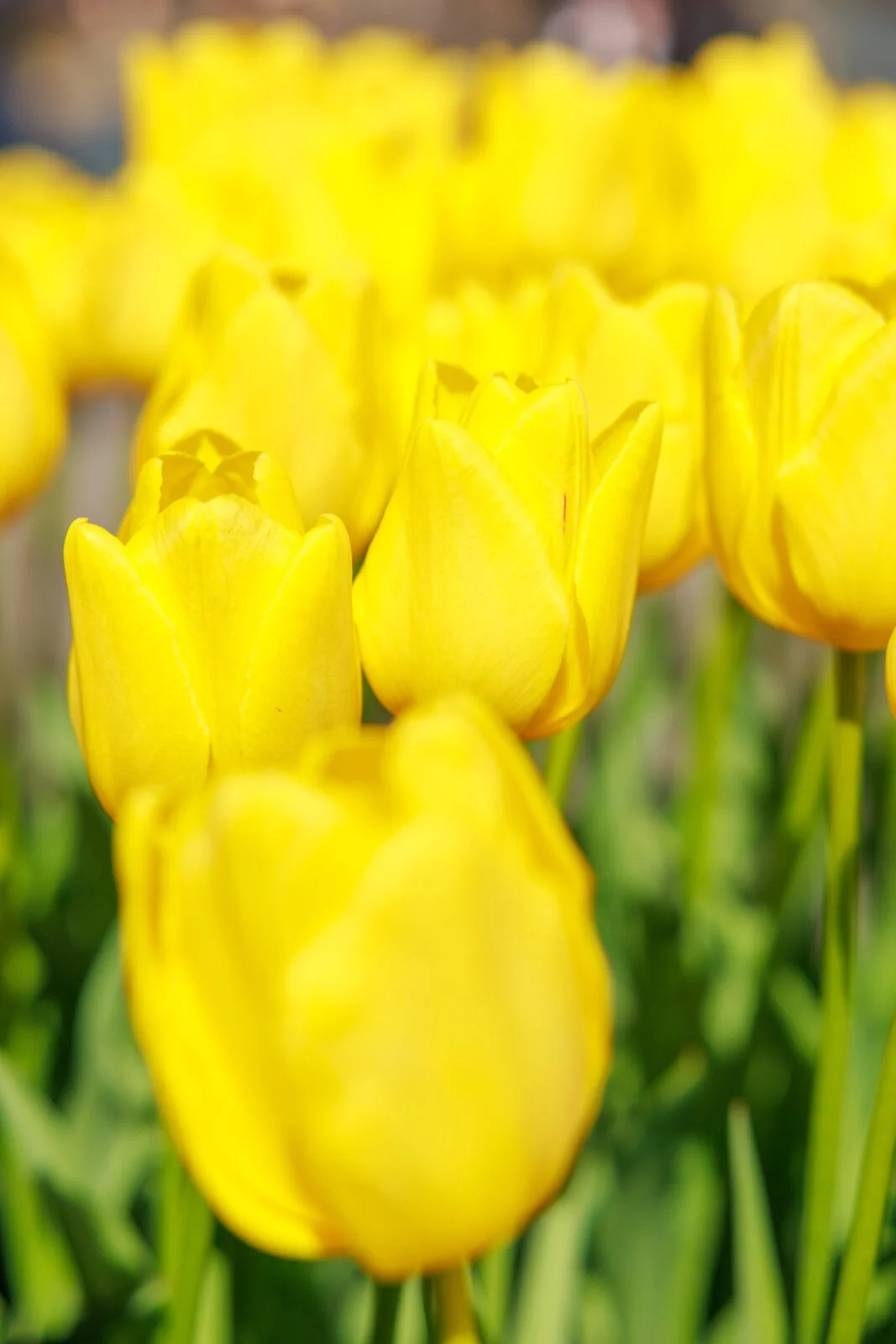運気が上がる待ち受け 金運を呼ぶ黄色いチューリップ。AndroidとiPhoneに対応した4K高画質の無料スマホ壁紙。三重県桑名市のなばなの里で撮影したフリー写真素材