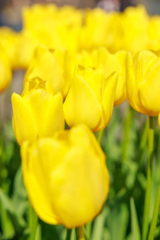 金運を呼ぶ黄色いチューリップ