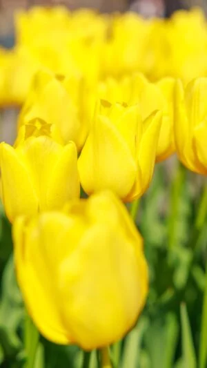運気が上がる待ち受け 金運を呼ぶ黄色いチューリップ。AndroidとiPhoneに対応した4K高画質の無料スマホ壁紙。三重県桑名市のなばなの里で撮影したフリー写真素材