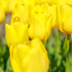 運気が上がる待ち受け 金運を呼ぶ黄色いチューリップ。AndroidとiPhoneに対応した4K高画質の無料スマホ壁紙。三重県桑名市のなばなの里で撮影したフリー写真素材
