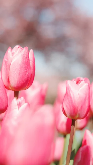 無料壁紙 ピンク色のチューリップと河津桜の花景色。PCとデスクトップ壁紙に最適な4K高画質の無料壁紙。三重県桑名市のなばなの里で撮影したフリー写真素材