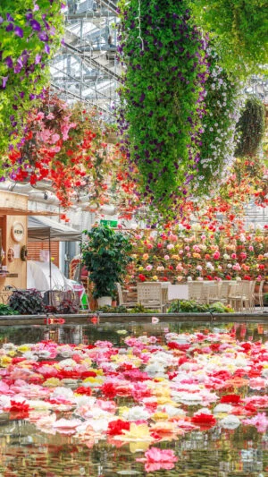 無料壁紙 ベゴニアガーデンの春景色。PCとデスクトップ壁紙に最適な4K高画質の無料壁紙。三重県桑名市のなばなの里で撮影したフリー写真素材