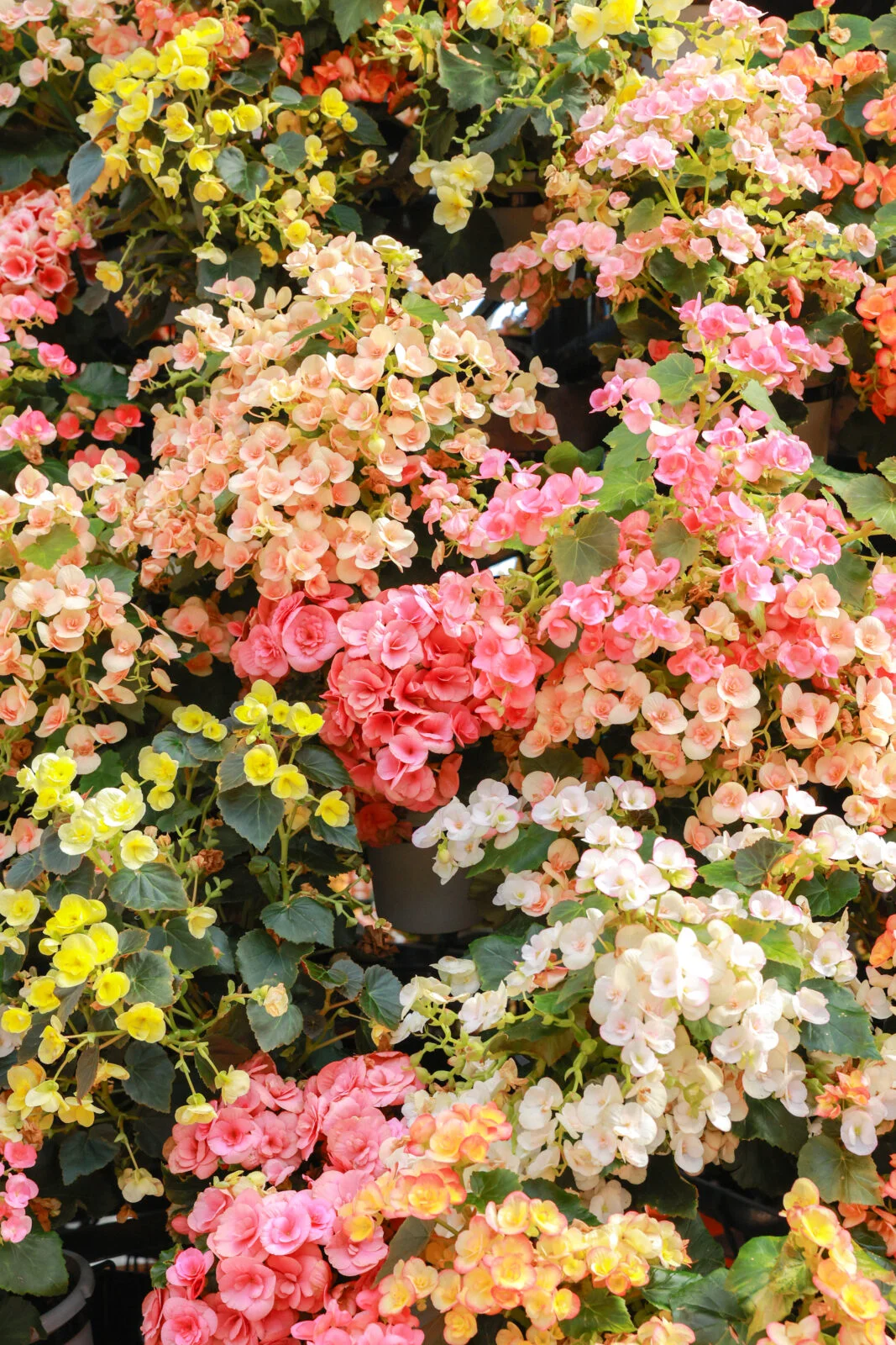 無料スマホ壁紙 春のお花でいっぱい。AndroidとiPhoneに対応した4K高画質の無料待ち受け画像。三重県桑名市のなばなの里で撮影したフリー写真素材