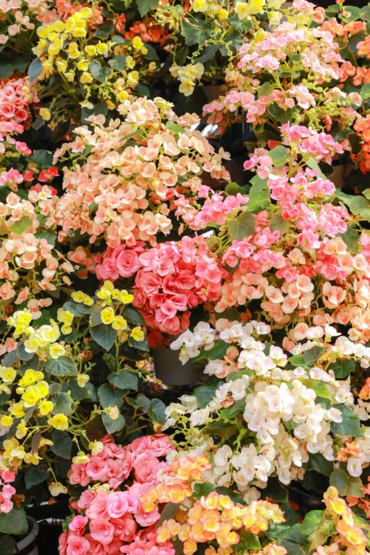 無料スマホ壁紙 春のお花でいっぱい。AndroidとiPhoneに対応した4K高画質の無料待ち受け画像。三重県桑名市のなばなの里で撮影したフリー写真素材