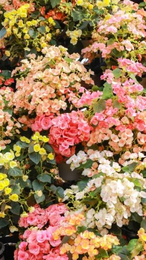 無料スマホ壁紙 春のお花でいっぱい。AndroidとiPhoneに対応した4K高画質の無料待ち受け画像。三重県桑名市のなばなの里で撮影したフリー写真素材