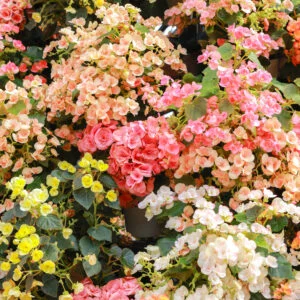 無料スマホ壁紙 春のお花でいっぱい。AndroidとiPhoneに対応した4K高画質の無料待ち受け画像。三重県桑名市のなばなの里で撮影したフリー写真素材