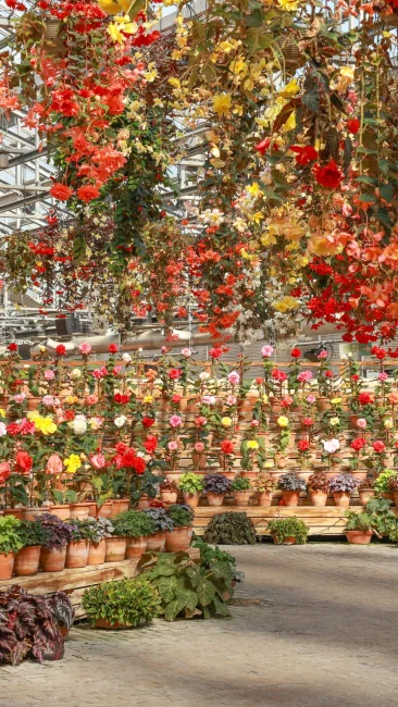 無料壁紙 日中の光が降り注ぐベゴニアガーデン。PCとデスクトップ壁紙に最適な4K高画質の無料壁紙。三重県桑名市のなばなの里で撮影したフリー写真素材