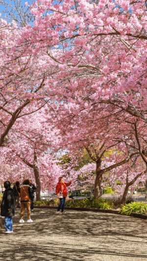 無料壁紙 河津桜並木を歩く人。PCとデスクトップ壁紙に最適な4K高画質の無料壁紙。三重県桑名市のなばなの里で撮影したフリー写真素材