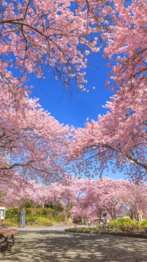 無料壁紙 ハートの青空と河津桜を眺められるベンチ。PCとデスクトップ壁紙に最適な4K高画質の無料壁紙。三重県桑名市のなばなの里で撮影したフリー写真素材