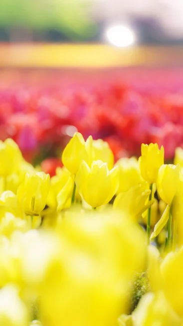 無料スマホ壁紙 黄色と赤の可愛いチューリップ。AndroidとiPhoneに対応した4K高画質の無料待ち受け画像。三重県桑名市のなばなの里で撮影したフリー写真素材