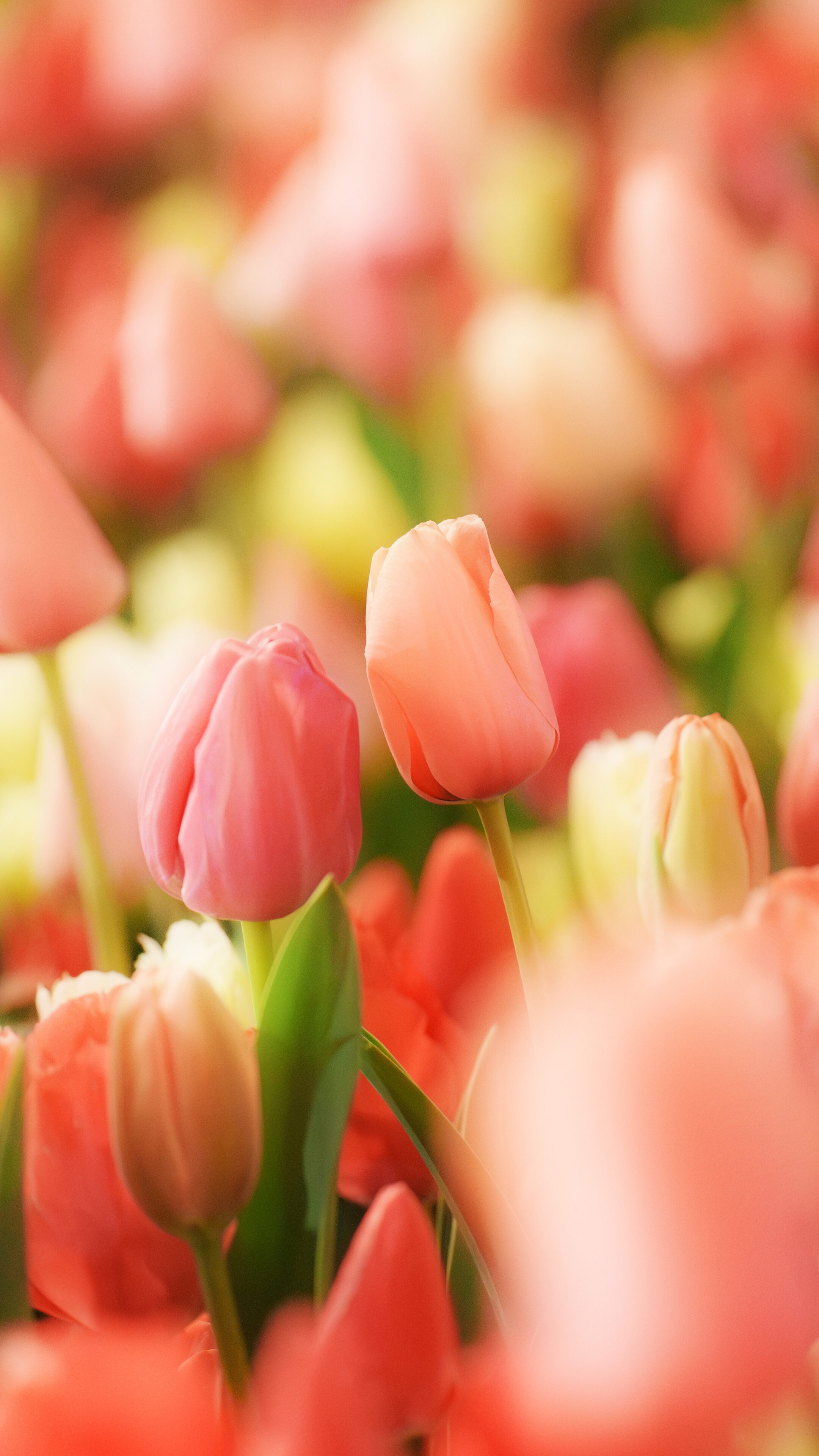 運気が上がる待ち受け カップルみたいなチューリップ🌷。AndroidとiPhoneに対応した4K高画質の無料スマホ壁紙。三重県桑名市のなばなの里で撮影したフリー写真素材