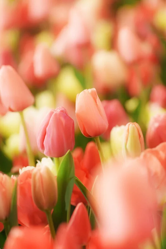 運気が上がる待ち受け カップルみたいなチューリップ🌷。AndroidとiPhoneに対応した4K高画質の無料スマホ壁紙。三重県桑名市のなばなの里で撮影したフリー写真素材