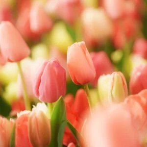 無料スマホ壁紙 カップルみたいなチューリップ🌷