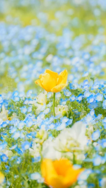 無料スマホ壁紙 ネモフィラに包まれる黄色チューリップ。AndroidとiPhoneに対応した4K高画質の無料待ち受け画像。三重県桑名市のなばなの里で撮影したフリー写真素材