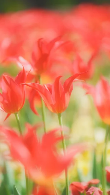 無料スマホ壁紙 赤く輝くチューリップ。AndroidとiPhoneに対応した4K高画質の無料待ち受け画像。三重県桑名市のなばなの里で撮影したフリー写真素材