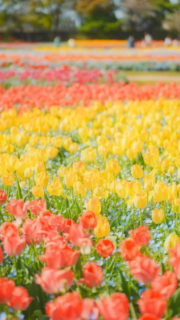 無料スマホ壁紙 黄色と赤の可愛いチューリップ。AndroidとiPhoneに対応した4K高画質の無料待ち受け画像。三重県桑名市のなばなの里で撮影したフリー写真素材