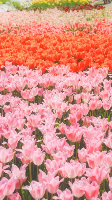 運気が上がる待ち受け ピンクと赤のチューリップ畑。AndroidとiPhoneに対応した4K高画質の無料スマホ壁紙。三重県桑名市のなばなの里で撮影したフリー写真素材