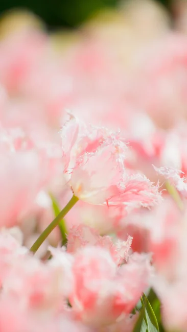 無料スマホ壁紙 薄いピンク色の可愛いチューリップ。AndroidとiPhoneに対応した4K高画質の無料待ち受け画像。三重県桑名市のなばなの里で撮影したフリー写真素材