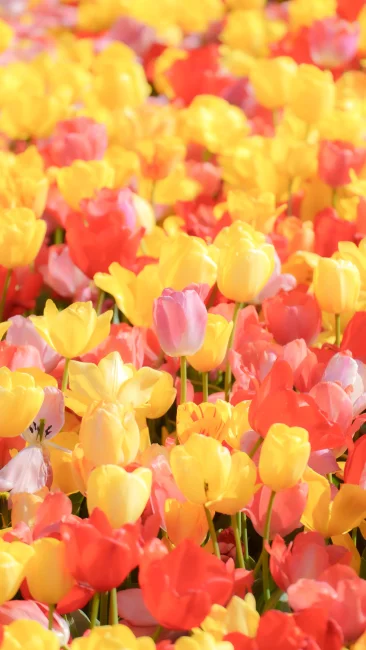 無料スマホ壁紙 カラフルなチューリップでいっぱい。AndroidとiPhoneに対応した4K高画質の無料待ち受け画像。三重県桑名市のなばなの里で撮影したフリー写真素材