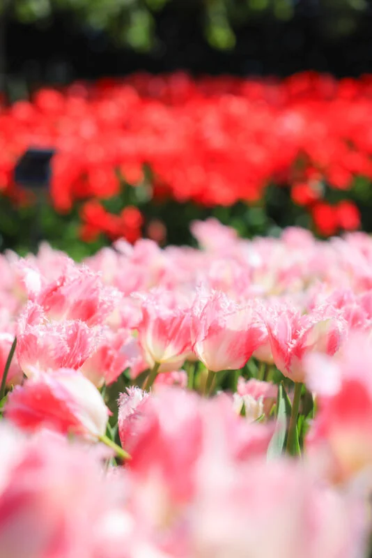 無料スマホ壁紙 赤とピンクの可愛いチューリップ。AndroidとiPhoneに対応した4K高画質の無料待ち受け画像。三重県桑名市のなばなの里で撮影したフリー写真素材