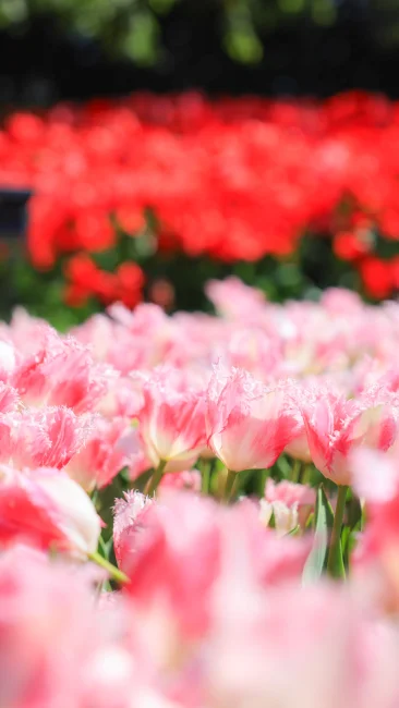 無料スマホ壁紙 赤とピンクの可愛いチューリップ。AndroidとiPhoneに対応した4K高画質の無料待ち受け画像。三重県桑名市のなばなの里で撮影したフリー写真素材