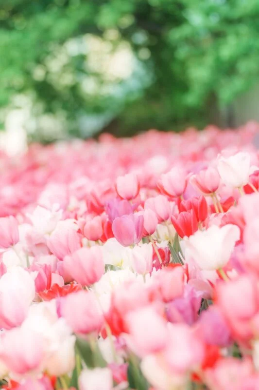 無料スマホ壁紙 メルヘンチックな世界のチューリップ。AndroidとiPhoneに対応した4K高画質の無料待ち受け画像。三重県桑名市のなばなの里で撮影したフリー写真素材