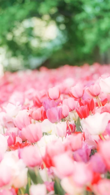 無料スマホ壁紙 メルヘンチックな世界のチューリップ。AndroidとiPhoneに対応した4K高画質の無料待ち受け画像。三重県桑名市のなばなの里で撮影したフリー写真素材