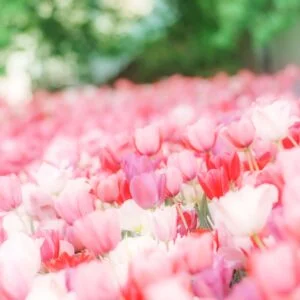 無料スマホ壁紙 メルヘンチックな世界のチューリップ。AndroidとiPhoneに対応した4K高画質の無料待ち受け画像。三重県桑名市のなばなの里で撮影したフリー写真素材