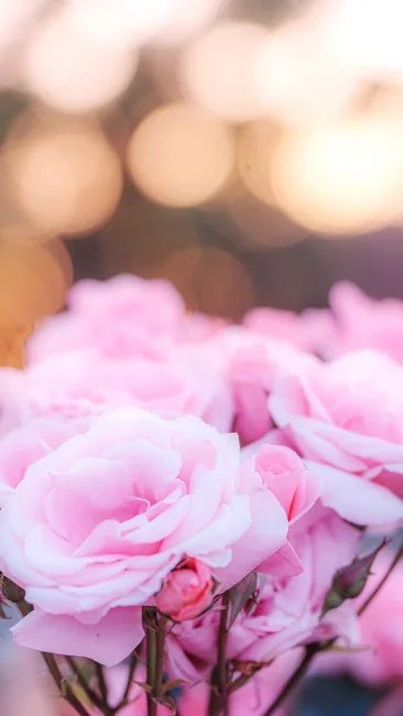 無料スマホ壁紙 夕方に煌めく薔薇。AndroidとiPhoneに対応した4K高画質の無料待ち受け画像。三重県桑名市のなばなの里で撮影したフリー写真素材
