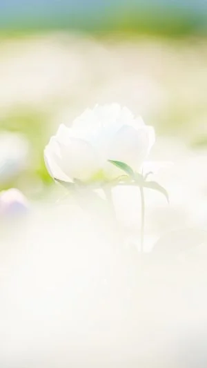 無料スマホ壁紙 白色のシャクヤク。AndroidとiPhoneに対応した4K高画質の無料待ち受け画像。三重県鈴鹿市の長澤町のポピー（シャクヤク）畑で撮影したフリー写真素材